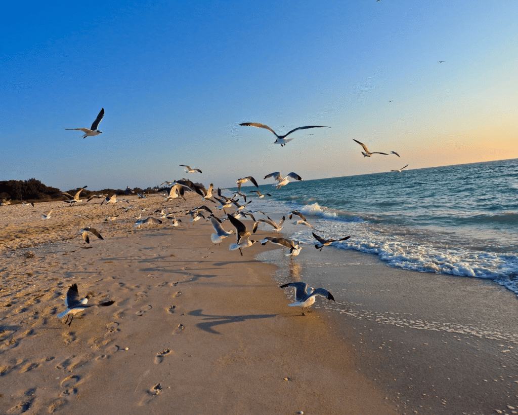 Englewood beach