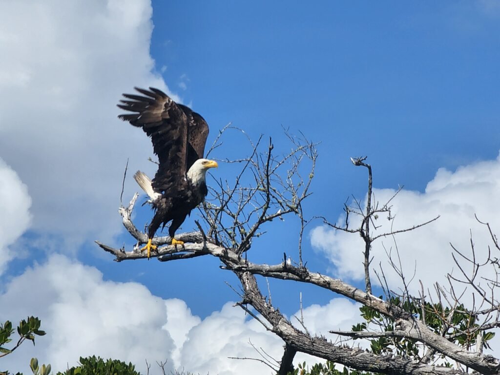 KoolCat Eco tours eagle